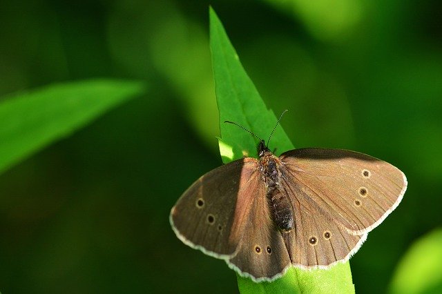 Free download Brown Forest Bird Garden Butterfly -  free photo or picture to be edited with GIMP online image editor