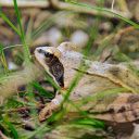 Brown Frog  screen for extension Chrome web store in OffiDocs Chromium