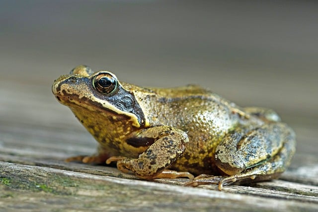 Free download brown frog amphibian frog water free picture to be edited with GIMP free online image editor