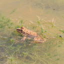 Brown frog on the moss  screen for extension Chrome web store in OffiDocs Chromium