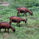 Brown goats with long horns  screen for extension Chrome web store in OffiDocs Chromium
