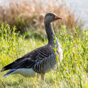 Brown Goose on Grass  screen for extension Chrome web store in OffiDocs Chromium