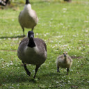 Brown goose on the meadow  screen for extension Chrome web store in OffiDocs Chromium