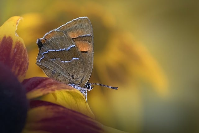 免费下载棕色毛纹蝴蝶昆虫免费图片，使用 GIMP 免费在线图像编辑器进行编辑