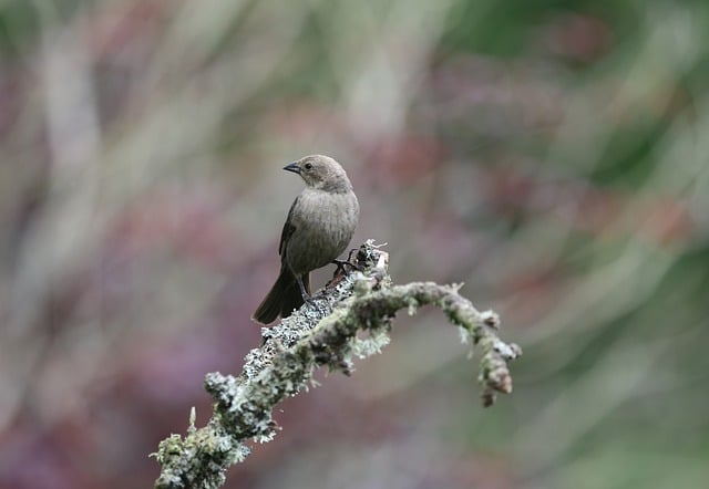Free download brown headed cowbird bird nature free picture to be edited with GIMP free online image editor