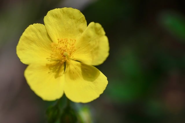 Free download brown helianthemum free picture to be edited with GIMP free online image editor