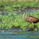 Brown heron  screen for extension Chrome web store in OffiDocs Chromium