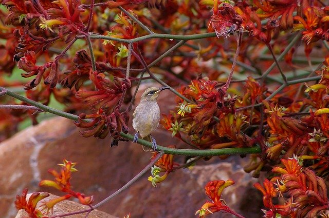 Free download Brown Honeyeater Bird Small -  free photo or picture to be edited with GIMP online image editor