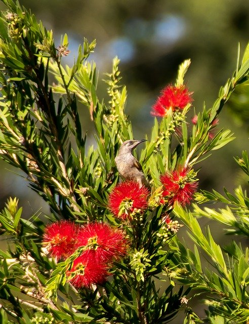 Free download Brown Honeyeater Lichmera -  free photo or picture to be edited with GIMP online image editor