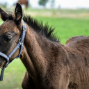 Brown Horse  screen for extension Chrome web store in OffiDocs Chromium