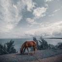 Brown Horse Eating Grass  screen for extension Chrome web store in OffiDocs Chromium