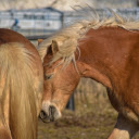 Brown horses  screen for extension Chrome web store in OffiDocs Chromium