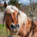 Brown Horse with Long Mane  screen for extension Chrome web store in OffiDocs Chromium