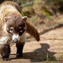 Brownish Gray Raccoon  screen for extension Chrome web store in OffiDocs Chromium