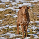Brown lamb  screen for extension Chrome web store in OffiDocs Chromium
