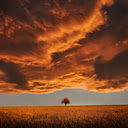Brown Leafed Tree on Open Field Under White Clouds  screen for extension Chrome web store in OffiDocs Chromium