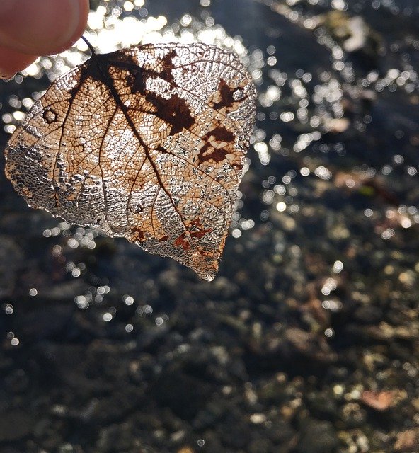 Free download Brown Leaf Transparency Water -  free photo or picture to be edited with GIMP online image editor