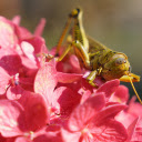 Brown locust on pink color  screen for extension Chrome web store in OffiDocs Chromium