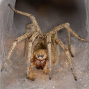 Brown Long Legged Spider  screen for extension Chrome web store in OffiDocs Chromium