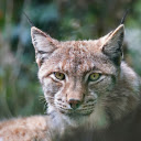 Brown Lynx  screen for extension Chrome web store in OffiDocs Chromium