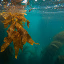 Brown Maple Leaf in Water  screen for extension Chrome web store in OffiDocs Chromium