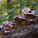 Brown mushrooms on tree stumps  screen for extension Chrome web store in OffiDocs Chromium