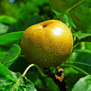Brown pear  screen for extension Chrome web store in OffiDocs Chromium