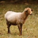 Brown sheep  screen for extension Chrome web store in OffiDocs Chromium