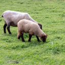 brown sheep and green grass  screen for extension Chrome web store in OffiDocs Chromium