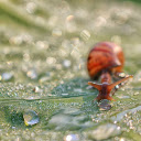 Brown Snail  screen for extension Chrome web store in OffiDocs Chromium