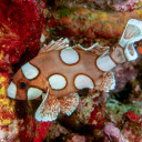 Brown spotted fish  screen for extension Chrome web store in OffiDocs Chromium