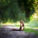Brown squirrel  screen for extension Chrome web store in OffiDocs Chromium