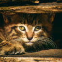 Brown Tabby Cat in Close Up Photography  screen for extension Chrome web store in OffiDocs Chromium