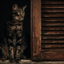 Brown Tabby Cat on Window  screen for extension Chrome web store in OffiDocs Chromium