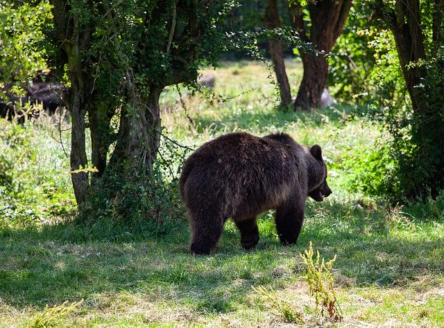 Безкоштовно завантажте Brown Walking Through Trees — безкоштовну фотографію чи зображення для редагування за допомогою онлайн-редактора зображень GIMP