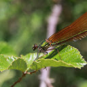 Brown Winged Dragonfly  screen for extension Chrome web store in OffiDocs Chromium
