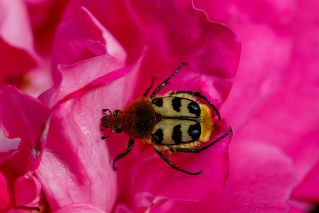 Free download brush beetle banded insect beetle free picture to be edited with GIMP free online image editor