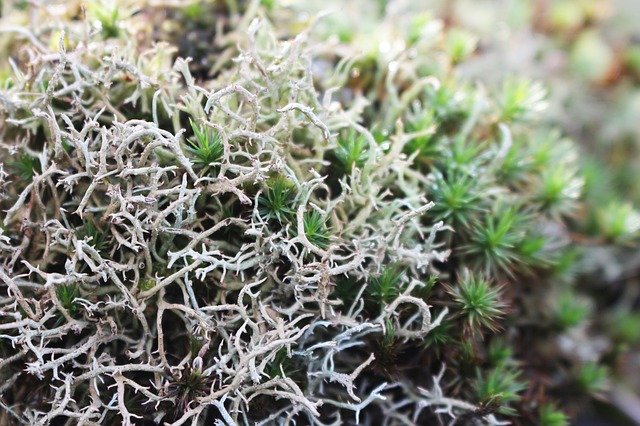 Free download Bryophyta Moss Nature -  free free photo or picture to be edited with GIMP online image editor