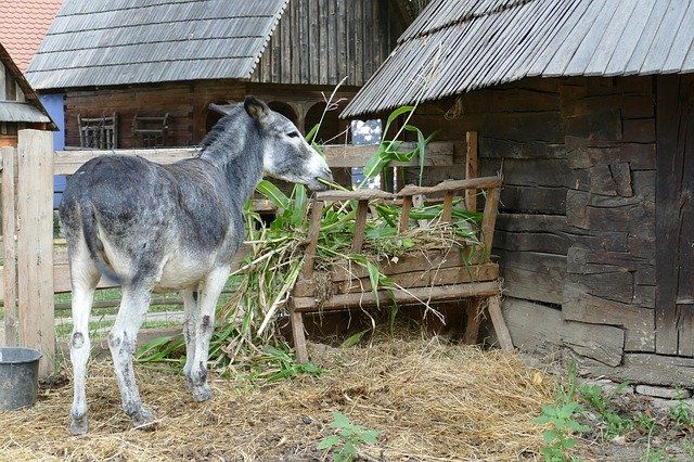 Безкоштовно завантажте Бухарест Румунія Історично - безкоштовна безкоштовна фотографія або зображення для редагування за допомогою онлайн-редактора зображень GIMP