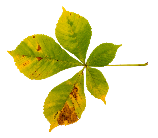 Free download Buckeye Chestnut Foliage Leaf True -  free photo or picture to be edited with GIMP online image editor