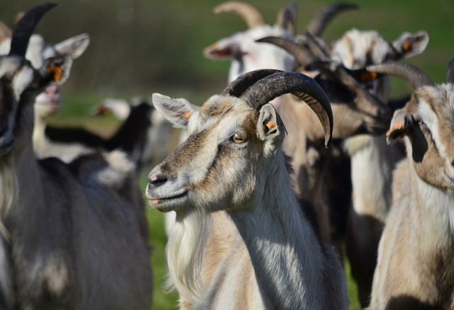 Free download buck herd together team animals free picture to be edited with GIMP free online image editor