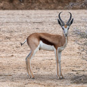 buckhorn antelope  screen for extension Chrome web store in OffiDocs Chromium