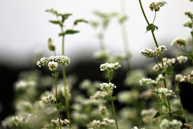 Free picture Buckwheat Fagopyrum Esculentum -  to be edited by GIMP free image editor by OffiDocs