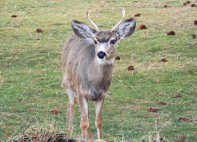 Descarga gratuita Buck Young Animal: foto o imagen gratuita para editar con el editor de imágenes en línea GIMP