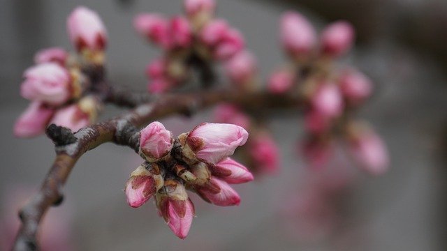 Free download bud almond blossom branch nature free picture to be edited with GIMP free online image editor