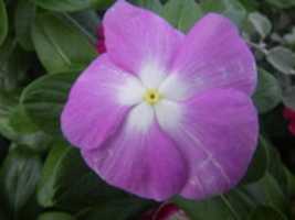 Free download BUDAPEST,HUNGARY,TRAVEL,NO PEOPLE,EUROPE. free photo or picture to be edited with GIMP online image editor