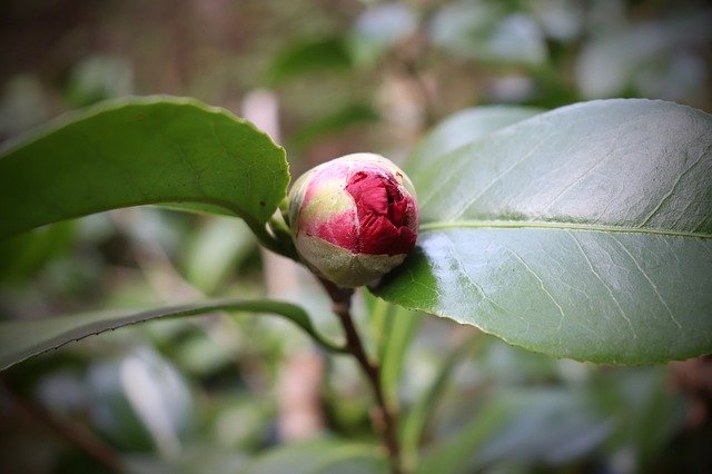 Free download Bud Camellia Red Early -  free photo or picture to be edited with GIMP online image editor