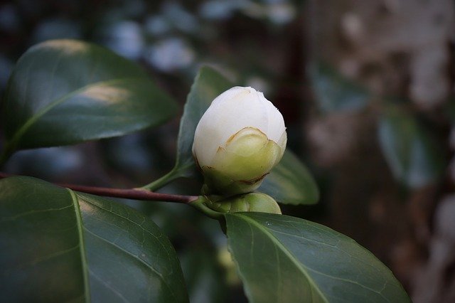 Free download Bud Camellia White -  free photo or picture to be edited with GIMP online image editor