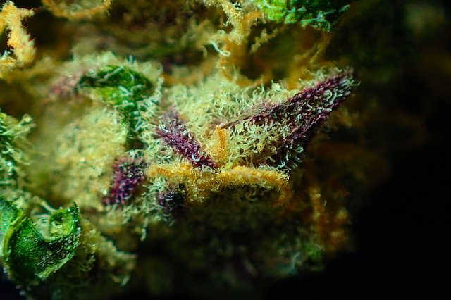 무료 다운로드 Bud Cannabis Close Up - 무료 사진 또는 김프 온라인 이미지 편집기로 편집할 수 있는 사진