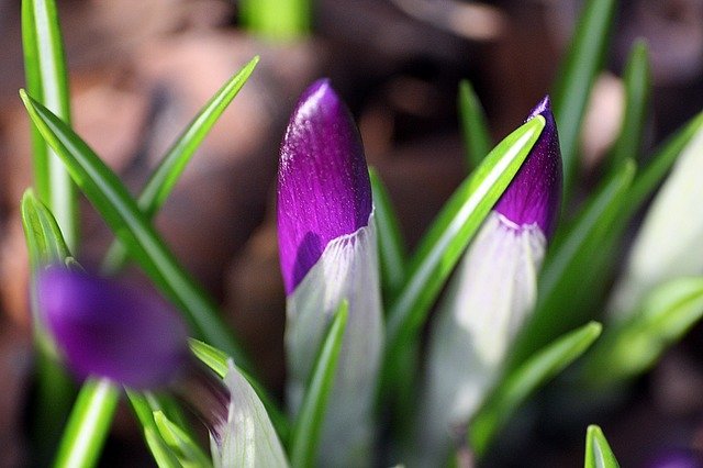 Muat turun percuma gambar bud crocuses spring percuma untuk diedit dengan editor imej dalam talian percuma GIMP